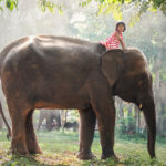 Let's know various things about Thai elephant