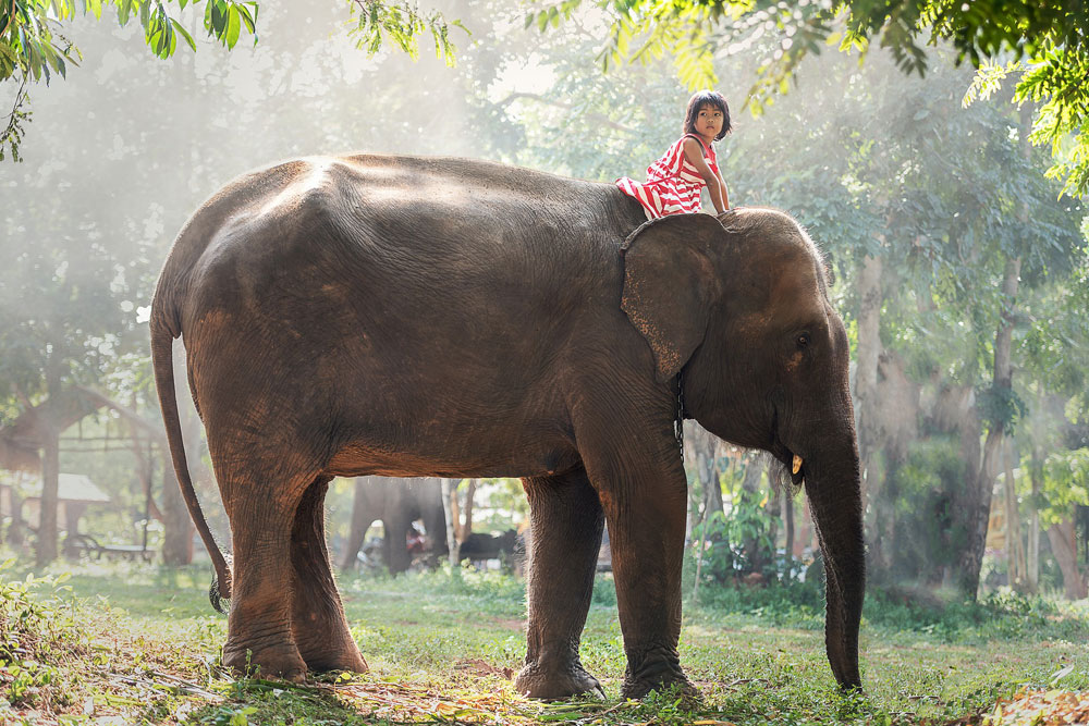 タイの象について色々知ろう アメージング バンコク