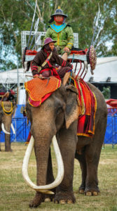 タイの象に会いに行こう！
