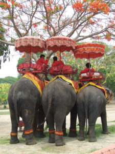 タイの象に会いに行こう！